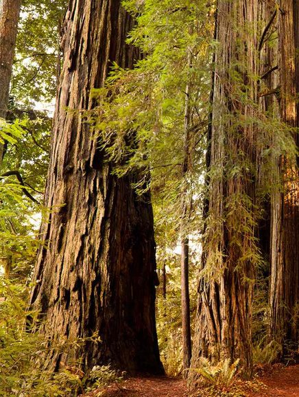 Parks and Outdoors: tall redwood trees in a forest park