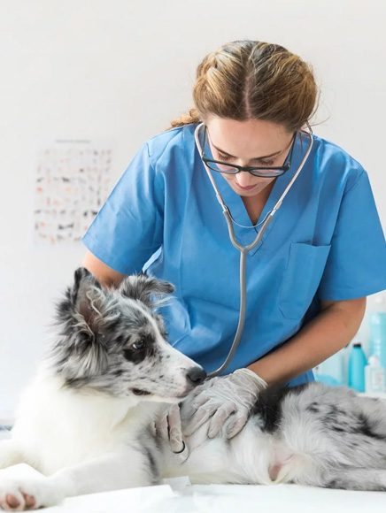 Pets and Animal Care: veterinarian gently examining a dog